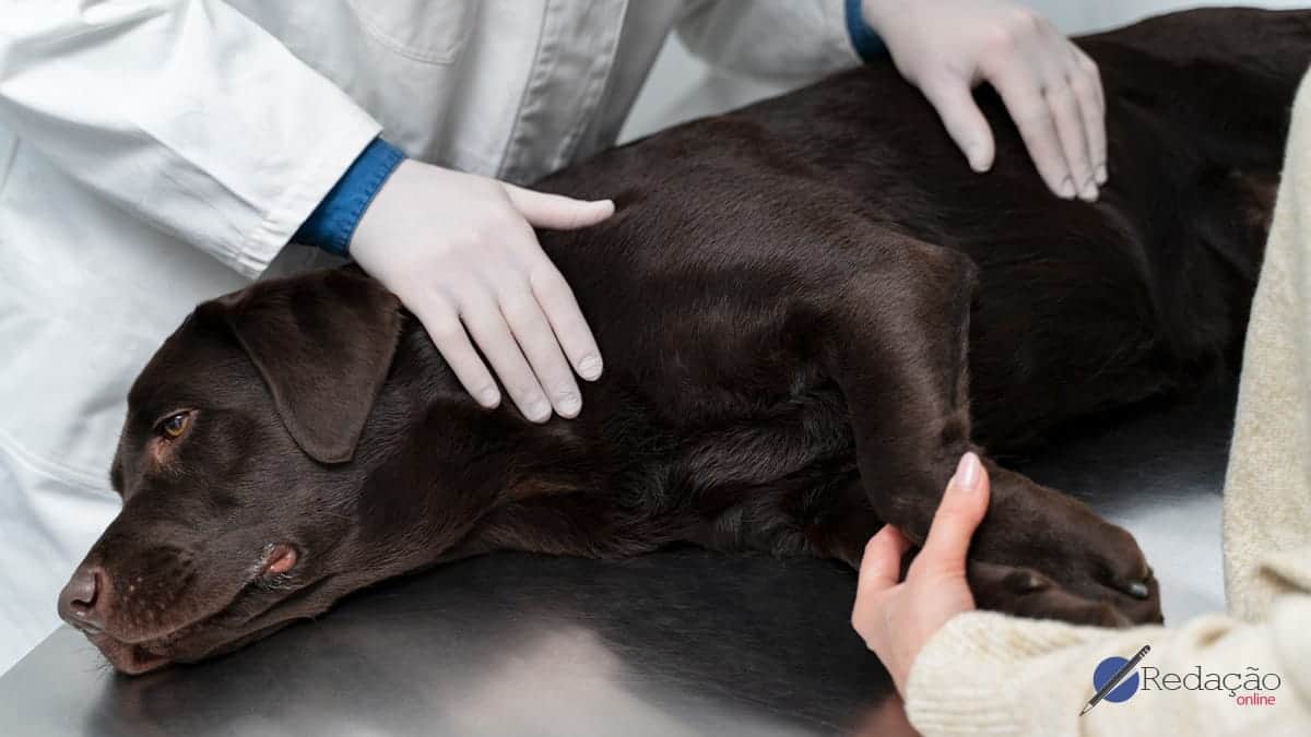 animais vítimas de crueldade