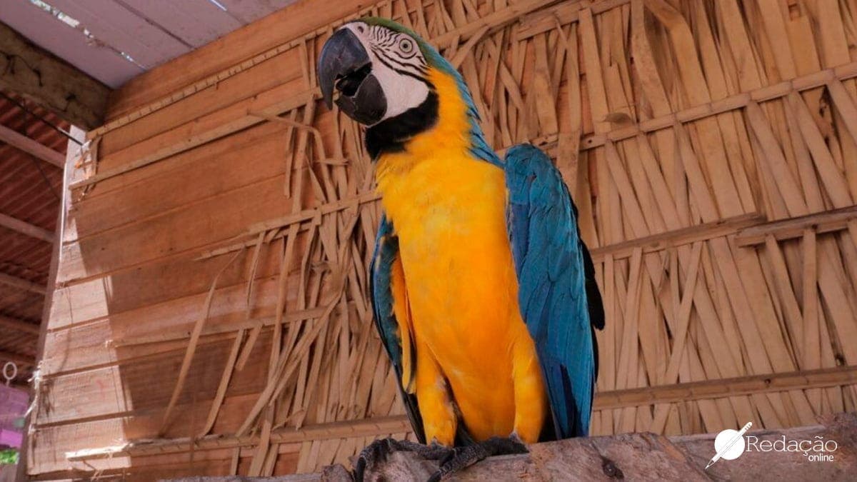 As implicações da exploração comercial de animais silvestres no cenário brasileiro