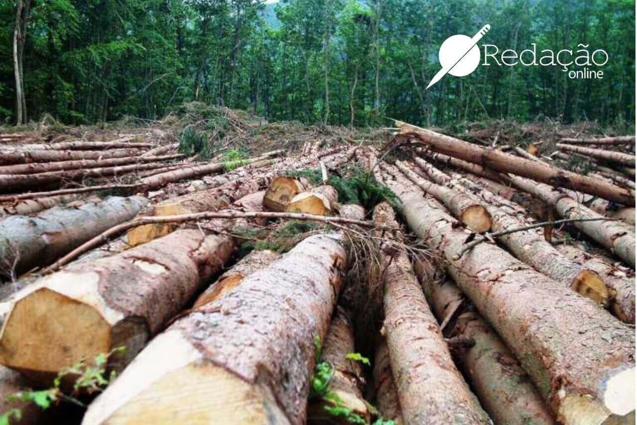 Древесина главное богатство этой зоны. Вырубка лесов Забайкальский край. Вырубленные леса. Экология леса. Вырубка лесов экологическая проблема.