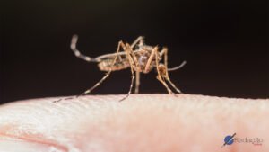 Combate à epidemia de dengue no Brasil